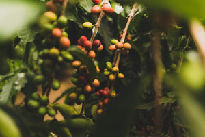 From Farm to Cup: The Journey of Specialty Coffee