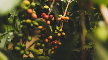 From Farm to Cup: The Journey of Specialty Coffee