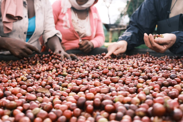 Our Latest Specialty Coffee Products